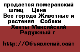 продается померанский шпиц  › Цена ­ 35 000 - Все города Животные и растения » Собаки   . Ханты-Мансийский,Радужный г.